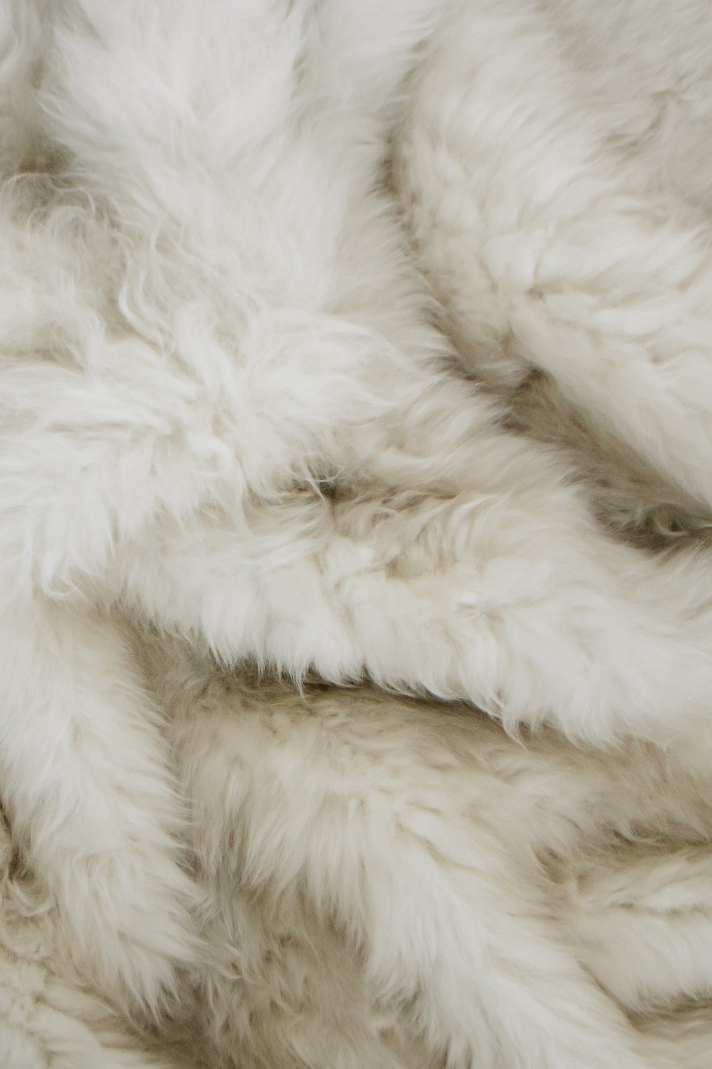 White Sheepskin Rug – Six Hides, Long Fur | Handcrafted Natural Luxury